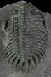 Crotalocephalus Trilobite With Axial Nodes - Jorf, Morocco #66935-1